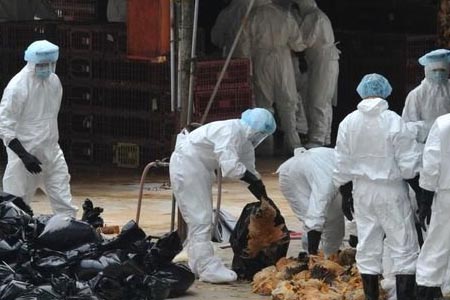 穿戴個人防護用品處理感染H7H9禽流感的家禽